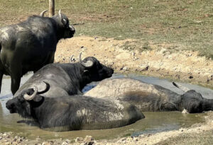Rewilding Centre Nature Safari - 15 min walk