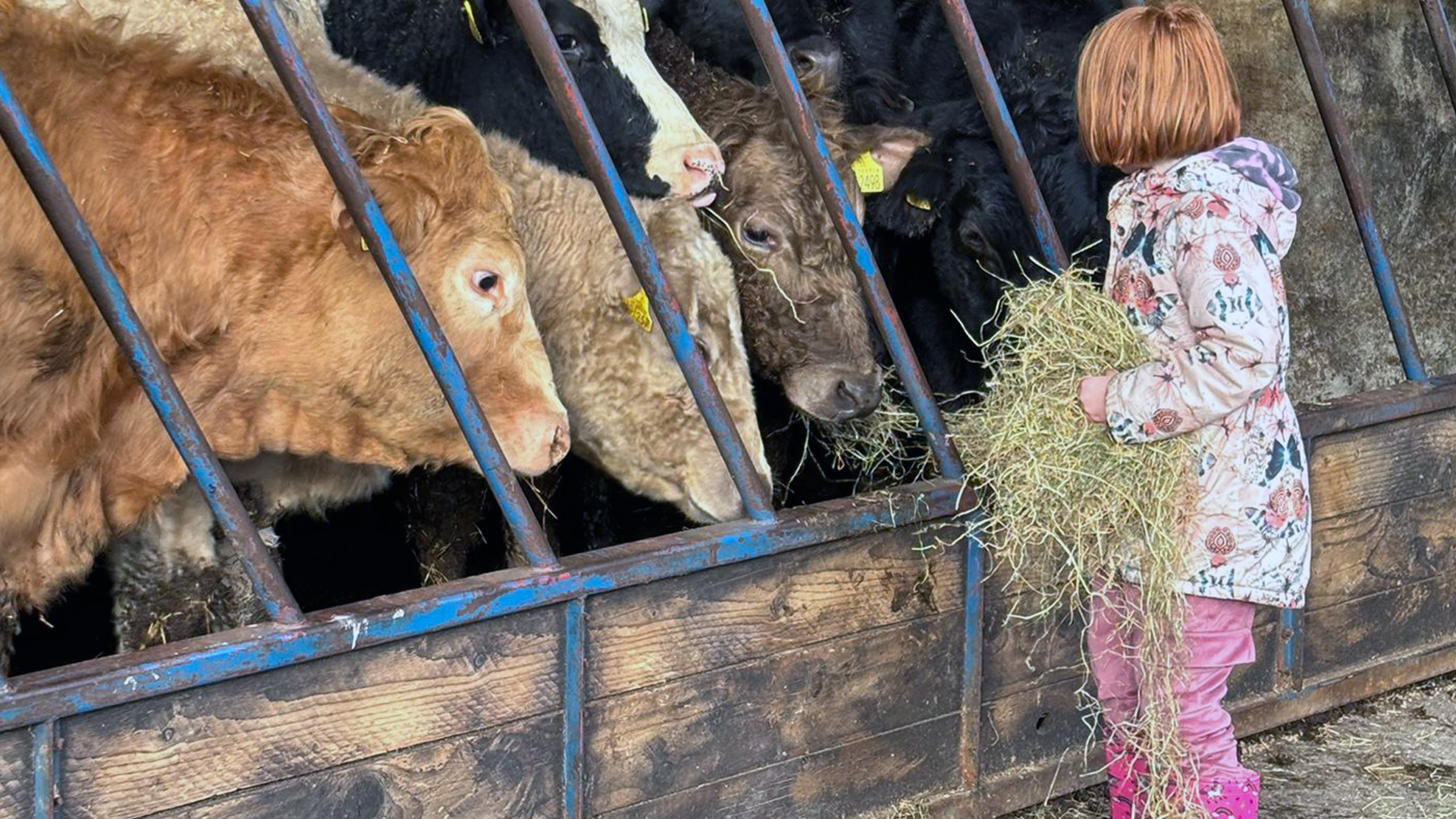 Demonstrate interaction between children and animals at the farm